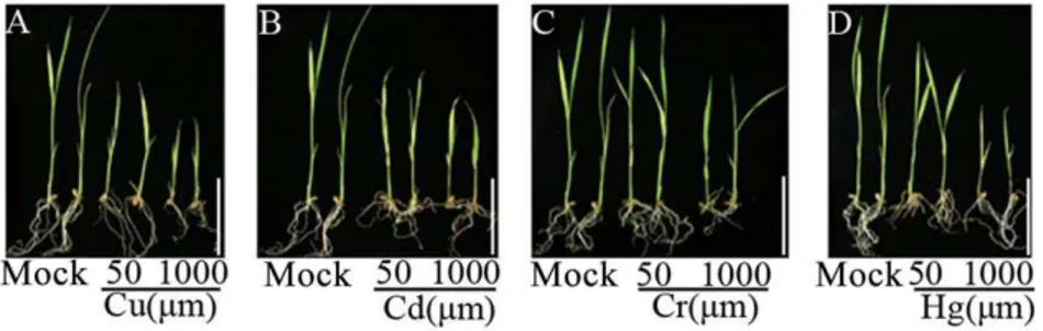 Table 1. DNA methylation alterations on a set of transposable elements (TEs) and protein coding genes in the somatic cells (leaves) of rice ssp