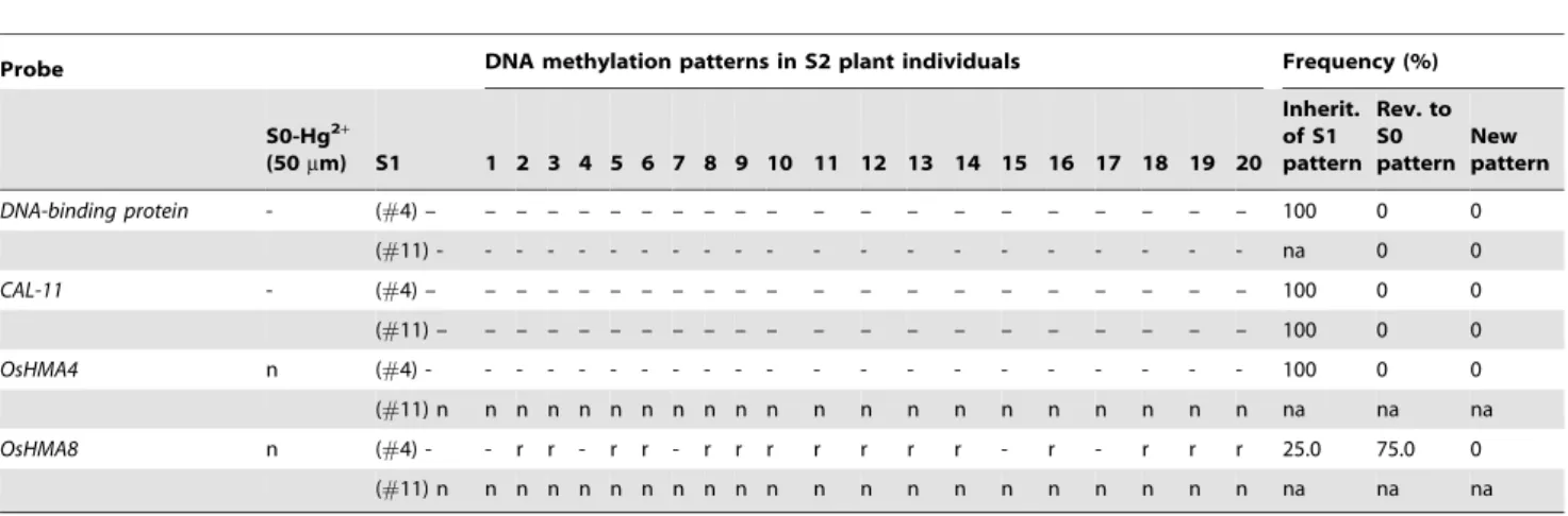 Table 3. Transgenerational alteration and inheritance of DNA methylation patterns in 20 randomly chosen S2 plants derived from two S1 individual plants, S1(#4) and S1(#11) which were derived from a single Hg 2+ (50 m m)-stressed S0 individual.