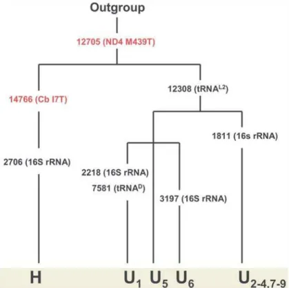 Table 1. The number of individuals used in this study from each haplogroup during each time period.