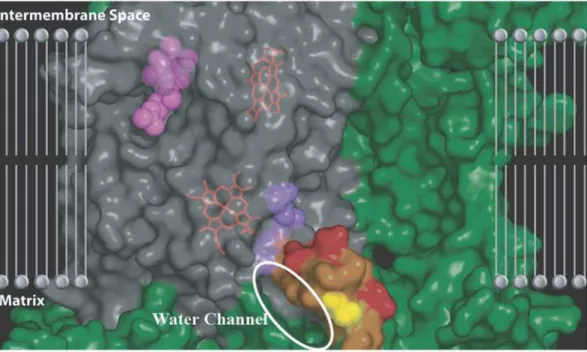 Figure 7. The water channel that leads up into the hydrophobic membrane region where the Q i binding site is embedded