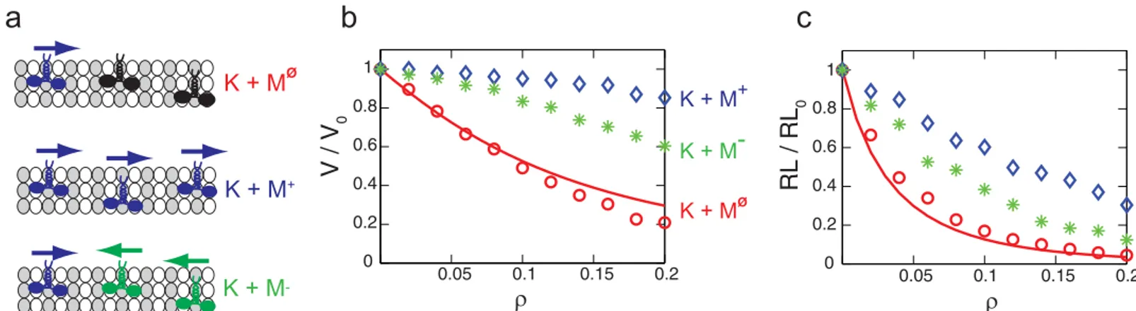 Fig 9. The velocity and run length of kinesins over the density of motors. (a) depicts the motions of the kinesin in (K + M Φ ), (K + M + ), and (K + M − ) situations