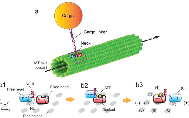 Fig 1. Walking motion of a kinesin molecule on the MT. (a) depicts one kinesin molecule transporting a cargo by walking on the MT