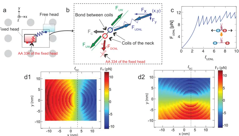 Fig 2. Spring model of kinesin NLs. (a) shows a kinesin molecule and the binding sites around it