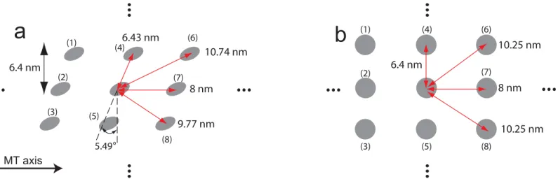 Fig 3. Lattice array of MTs and the distance between adjacent binding sites. (a) shows the binding sites for MTs of a helical structure