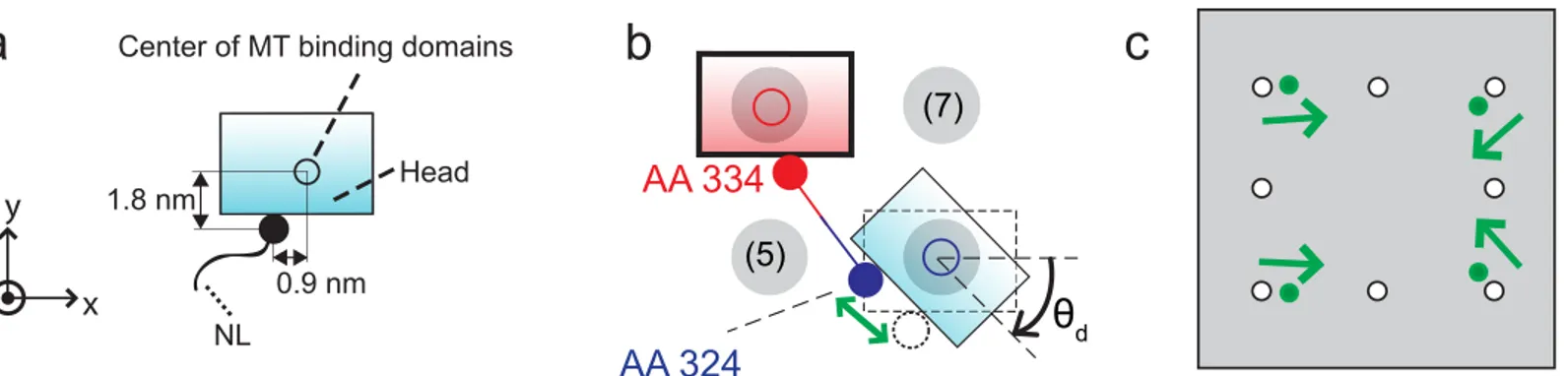 Fig 5. Free head when binding to diagonal binding sites. (a) depicts the positions of AA 324 with a filled circle