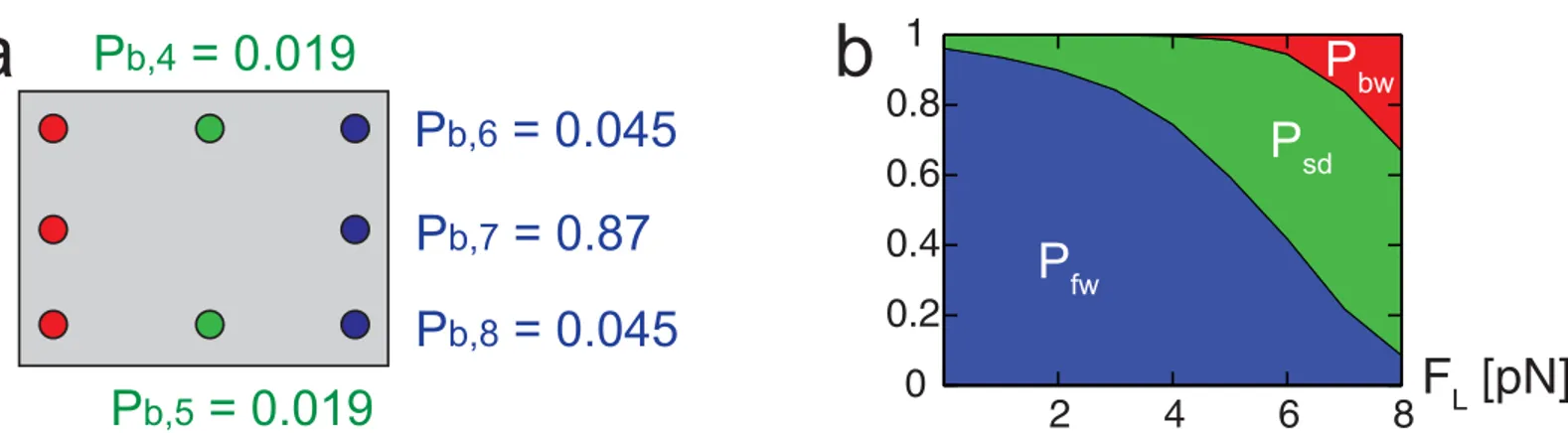 Fig 6. Probability of binding at neighboring sites. The numbers in (a) denote the probability to bind (P b, i ) at each site in the absence of external loads.
