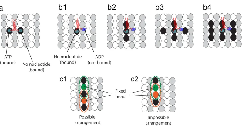 Fig 7. Binding sites occupied by kinesin heads. The black ellipses represent the binding sites occupied by the kinesin