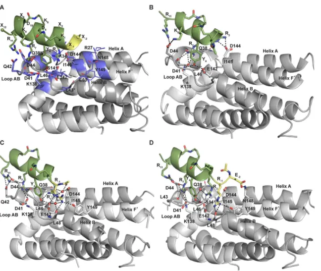 Fig 2. Structure-based design rationale. (A) Atomic representation of the model of the complex between IL-10 (gray, PDB ID 1J7V) and the helical scaffold used in the rationale for the design of IL-10R1 mimetics (green, N-terminal functionalization in yello