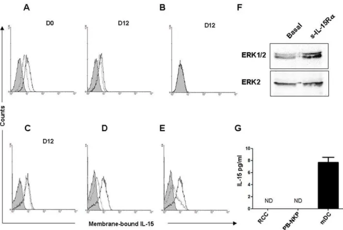 Figure 1. Membrane-bound IL-15 detection on proliferating human circulating CD34 + HP