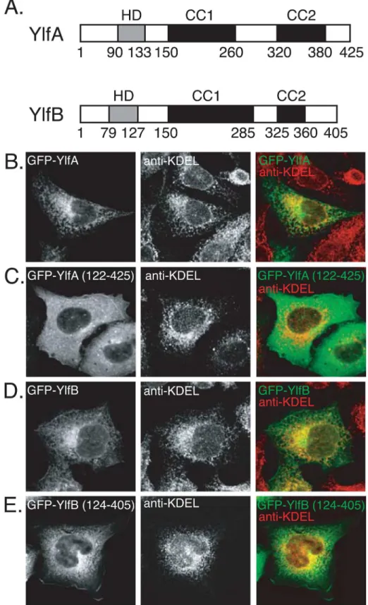 Fig 1. Amino terminal hydrophobic residues mediate colocalization of YlfA and YlfB with eukaryotic membrane networks