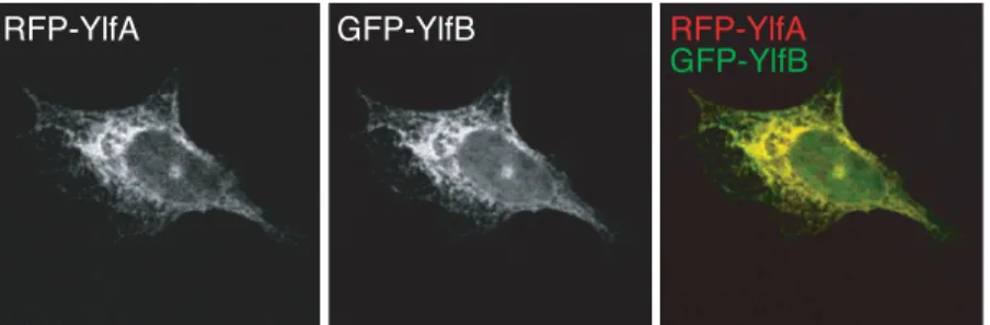 Fig 3. Co-production of YlfA and YlfB alters localization of YlfB. CHO cells were co-transfected for 18 h with plasmids encoding amino terminal RFP or GFP-tagged full length YlfA and YlfB