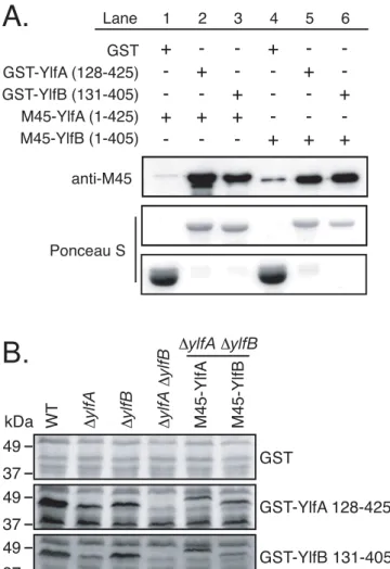 Fig 4. YlfA and YlfB bind homo- and heterotypically in vitro. A) Lysates from E. coli co-transformed with plasmids encoding GST and M45-tagged Ylfs were incubated with GS4B resin