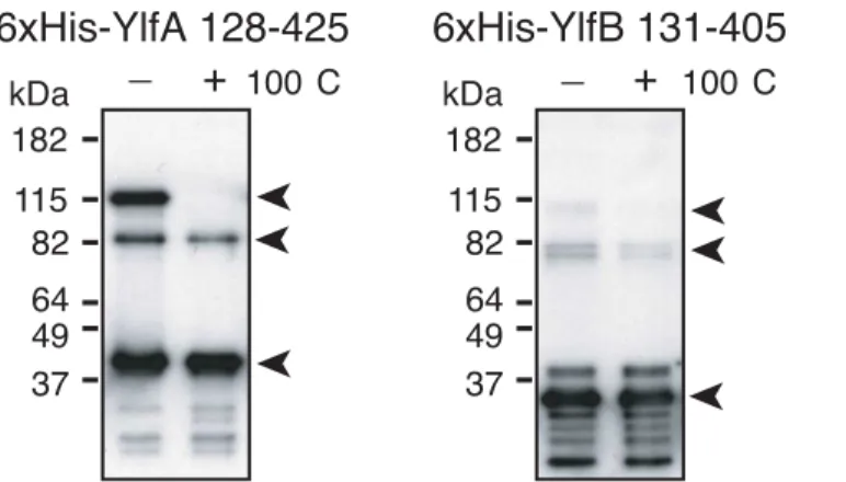 Fig 5. Purified YlfA and YlfB form high molecular weight complexes that are resistant to boiling.