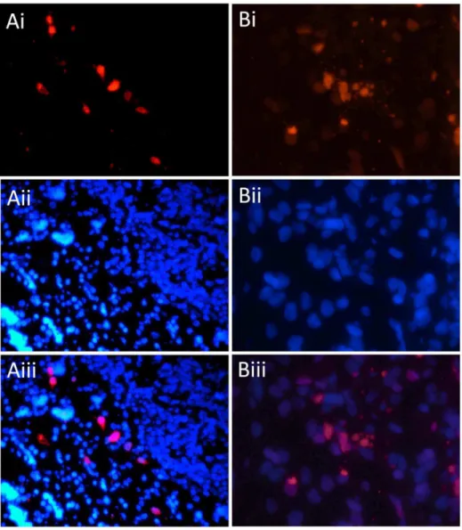 Figure 2. Infection of dolphin trachea with DPyV-1 and demonstration of polyomavirus ISH staining and apoptosis in virus infected tissue