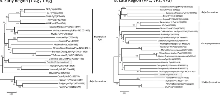 Figure 4. Phylogenetic trees based on complete A) early (T Antigen) and B) late (VP1, VP2 and VP3) transcripts