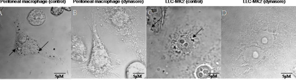 Figure 2. Dynasore inhibits endocytosis of BSA-Au by peritoneal macrophage and LLC-MK2 cell line