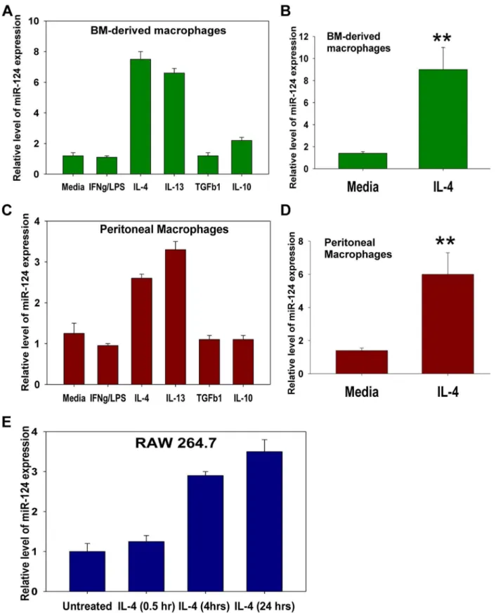Figure 1. Analysis of miR-124 expression in macrophages polarized in vitro towards M1 (IFN-c/LPS), M2a (IL-4, or IL-13), or M2b (TGF-b1, or IL-10)