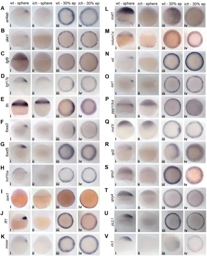 Figure 2. Expression of pan-mesodermal candidate genes. The majority of the identified genes show early dorsal expression in wild type embryos and lack thereof in ich controls