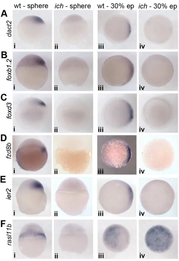 Figure 3. Expression of other candidate genes. The majority of genes in this category can be characterized by a ‘‘dorsal-only’’ expression pattern: they are expressed both at sphere and at 30% epiboly stages in the dorsal side of wild type controls and are