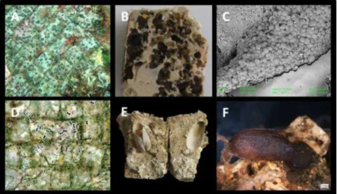 Fig. 2. A  -  Section  of  a  mosaic  tessera  with  an  evident  colonization  caused  by  microflorabiota  (green layer);  B -  Microboring burrows inside marble crystals (transmitted light 