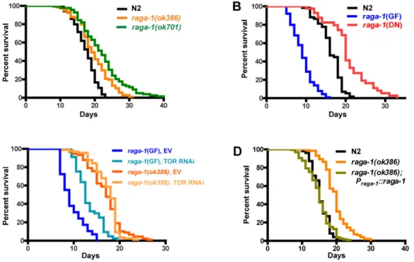 Figure 3. Genetic alteration of raga-1 affects lifespan. Lifespan assay results from representative experiments (see Table S1 for quantitative data and results of all experiments)