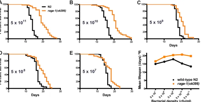 Figure 5. Effect of dietary restriction on raga-1(ok386) lifespan. (A–E) Survival curves at 25 u C under varying dietary conditions