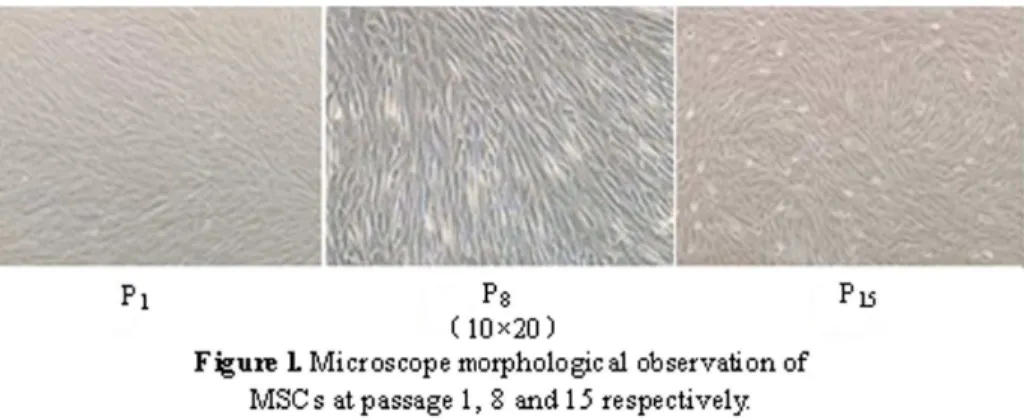 Figure 2. Analysis of MSCs for the expression of surface markers by flow cytometric analysis