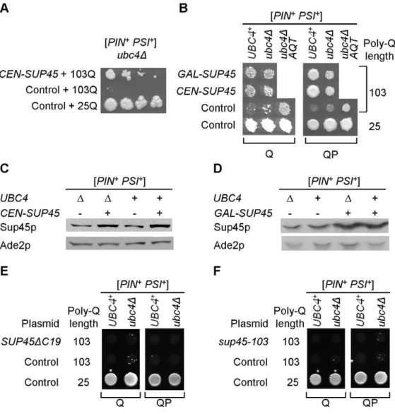 Figure 5. Modulation of polyglutamine toxicity by the plasmid-borne release factor genes