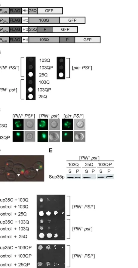 Figure 1. Polyglutamine toxicity and aggregation in the yeast strains with various prion compositions