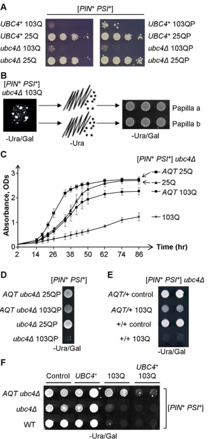 Figure 2. Isolation and characterization of anti-polyQ toxicity ( AQT ) derivatives. A – Ubc4D has no significant effect on toxicity of 103Q or 103QP in the [PIN + PSI + ] background