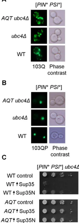 Figure 3. Effects of AQT on polyglutamine aggregation and Sup35 toxicity. A and B – Typical aggregation patterns of 103Q (multiple dots, A) and 103QP (single clump, B) are not affected by AQT, as confirmed by fluorescence microscopy