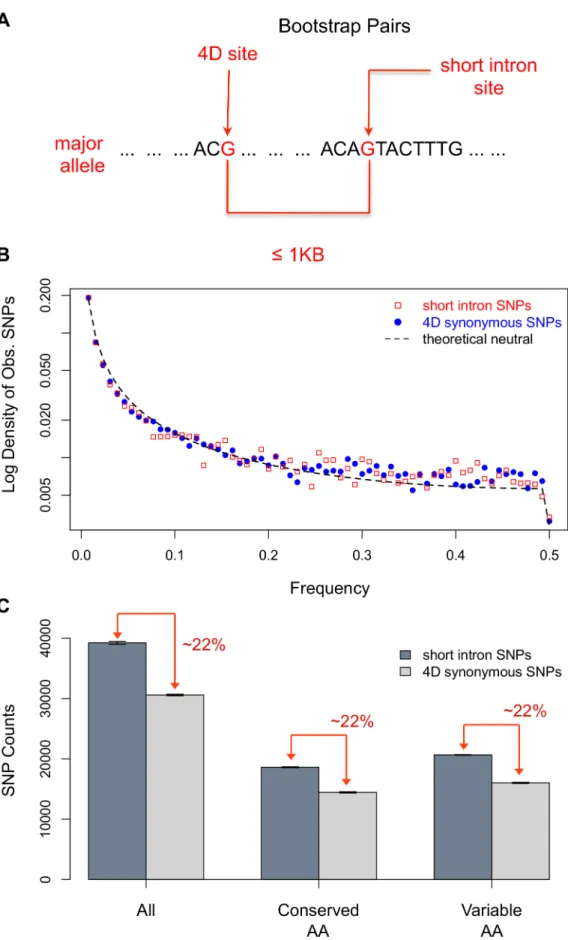Figure 1. The signal of strong selection acting on 4D sites. (A) Overview of the bootstrap method