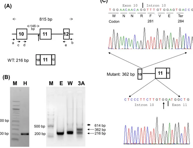 Figure 1. Minigene analysis of c.840-2A . G mutation in patient 3A. (A) The GNAS-IVS10 minigene and primer designs