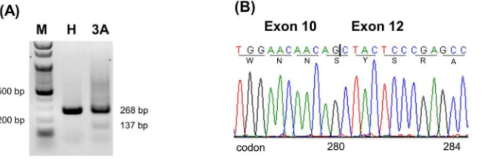 Figure 2. RT-PCR analysis on the RNA from the peripheral blood leukocytes of a healthy control and patient 3A with primers c and e