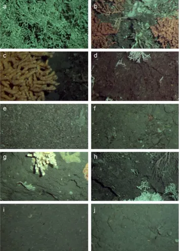 Fig. 4. Habitat categories used in this study. (a) Live Lophelia per- per-tusa, (b) live Paragorgia arborea (left and right of image), (c) live Primnoa resedaeformis (left of image), (d) dead scleractinian  struc-ture, (e) coral rubble, (f) gravel/pebbles,