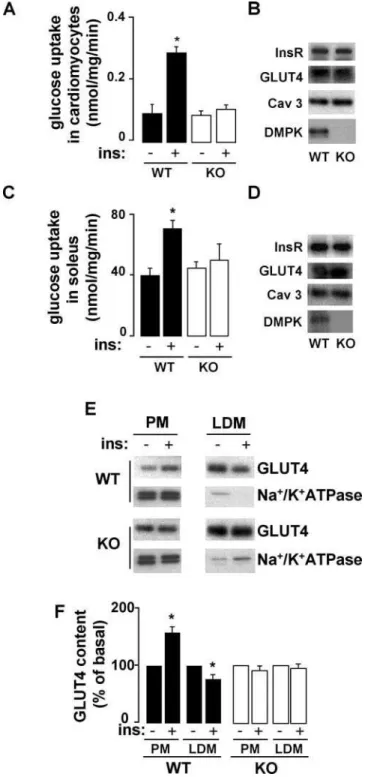 Figure 2. Decreased insulin-dependent glucose transport and abnormal GLUT4 translocation in dmpk 2/2 muscle