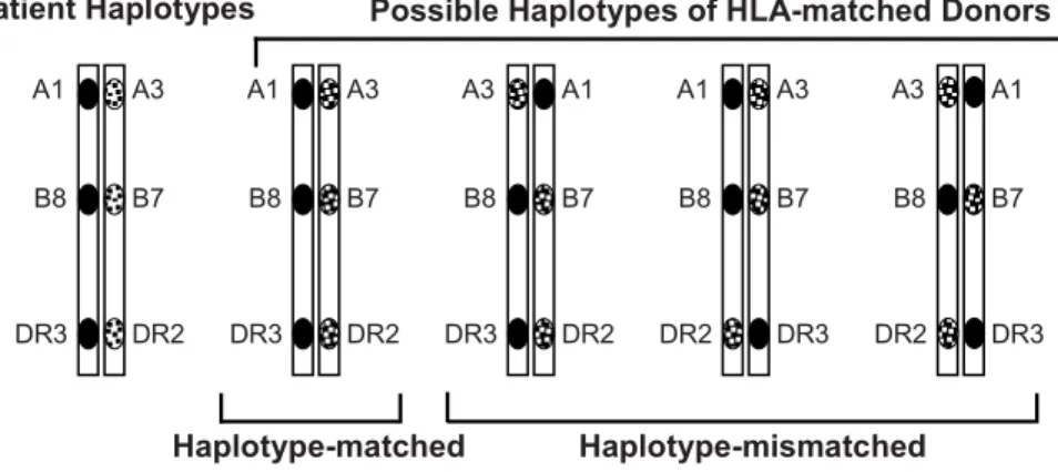 Figure 2. Schematic Illustration of the HLA Haplotypes of a Patient and 4 HLA Phenotypically  Identical Potential Donors