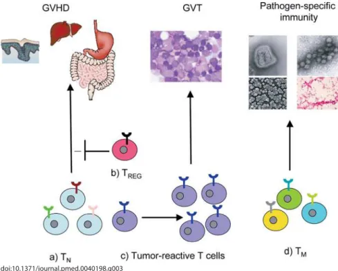 Figure 3. Selective Manipulation of T Cell Subsets in Allogeneic Stem Cell Grafts to Reduce  GVHD while Retaining GVT and Pathogen-Speciﬁ c Immunity