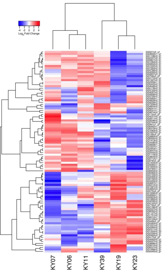 Fig 5. Transcriptional analysis of Pd gene expression on bats with WNS. Centered log 2 fold changes are shown for 100 Pd genes with the greatest variance and a minimum TMM-normalized FPKM expression of 1 in all 6 samples