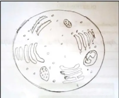 Figura 3 - Representação de célula com                      Figura 4 - Esquema de bactéria com a      todas as organelas, exceto o núcleo