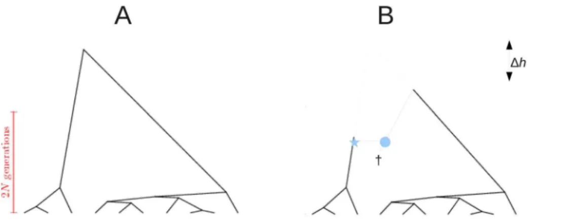 Figure 1. Example coalescent trees. A: Tree of size n~10 generated under the coalescent process