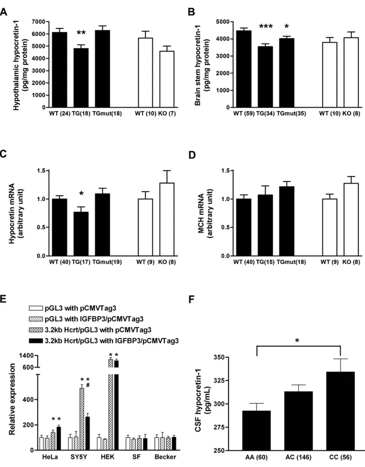 Figure 3. IGFBP3 inhibits HCRT production in vivo and in vitro . (A, B) Hypocretin-1 peptide content is significantly decreased in both hypothalamus and brainstem of IGFBP3 overexpressing transgenic mice (h IGFBP3 TG)