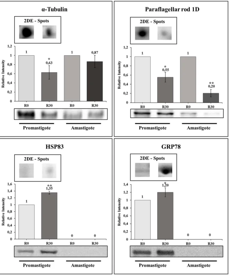 Figure 3. Immunoblotting validation of some proteins in Leishmania amazonensis . Representative immunoblotting of some proteins that presented a significant decrease or increase in their expression content between R0 and R30 passages, using promastigote an