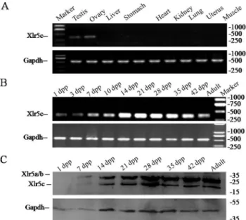 Fig 4. Transcription and translation of Xlr5c in mouse tissues and developing testes. (A) Position of primers used in RT-PCR experiments