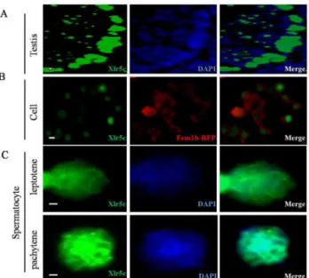 Fig 5. Localization of Xlr5c in testes and ovaries. (A) Co-staining of adult testes sections for Xlr5c (green) and DAPI (blue)