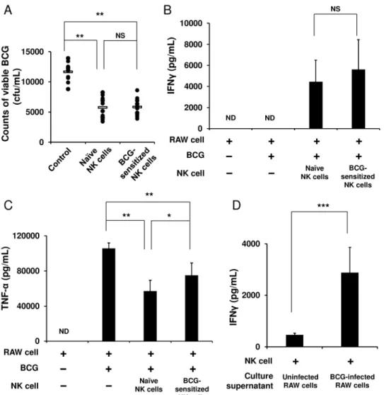Fig 3. NK cells markedly enhance the ability of macrophages to eradicate BCG. RAW 264.7 murine macrophage cells were infected with BCG (MOI = 3) at 37°C for 2 h, washed with PBS three times, and then plated at 1 × 10 6 cells/mL in a 12 well plate