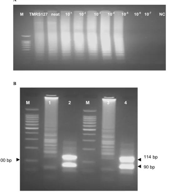 Figure 1. Analytical Sensitivity of SRA LAMP and Restriction Enzyme Digestion Results