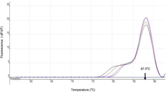 Figure 4. Melting Curves for T. b. rhodesiense SRA LAMP Product as Monitored in Rotor-Gene 3000