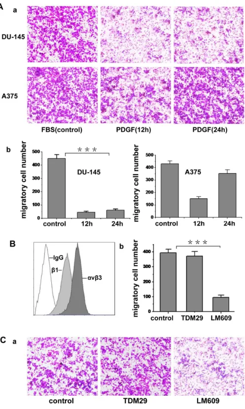 Figure 1. PDGF induces tumor cell migration. (A) The cell suspension containing 0.05% serum was seeded onto 0.8 mm diameter upper transwell chamber, which was coated with fibronectin