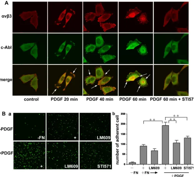 Figure 3. c-Abl kinase mediates a v b 3 integrin engagement after PDGF stimulation. (A) A375 cells were serum starved for 12 h during spreading, then cells were either untreated or treated with 20 ng/ml PDGF for the indicated times
